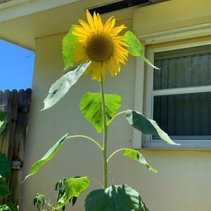 Meet your Posher, Tamika